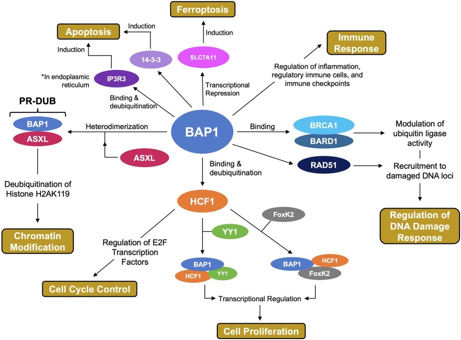 Summary of the functional roles of BAP1. (OA Literature)