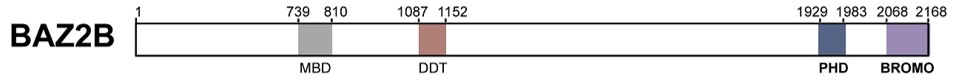 Domain organization of BAZ2B. (OA Literature)