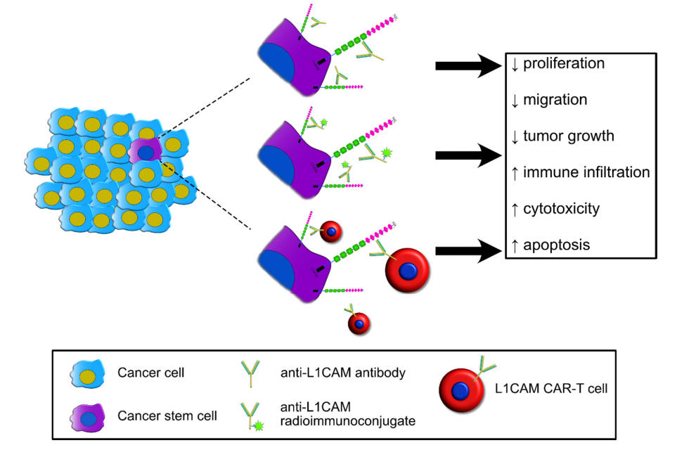 L1CAM presents itself as a promising and feasible therapeutic target in the realm of cancer treatment. (OA Literature)