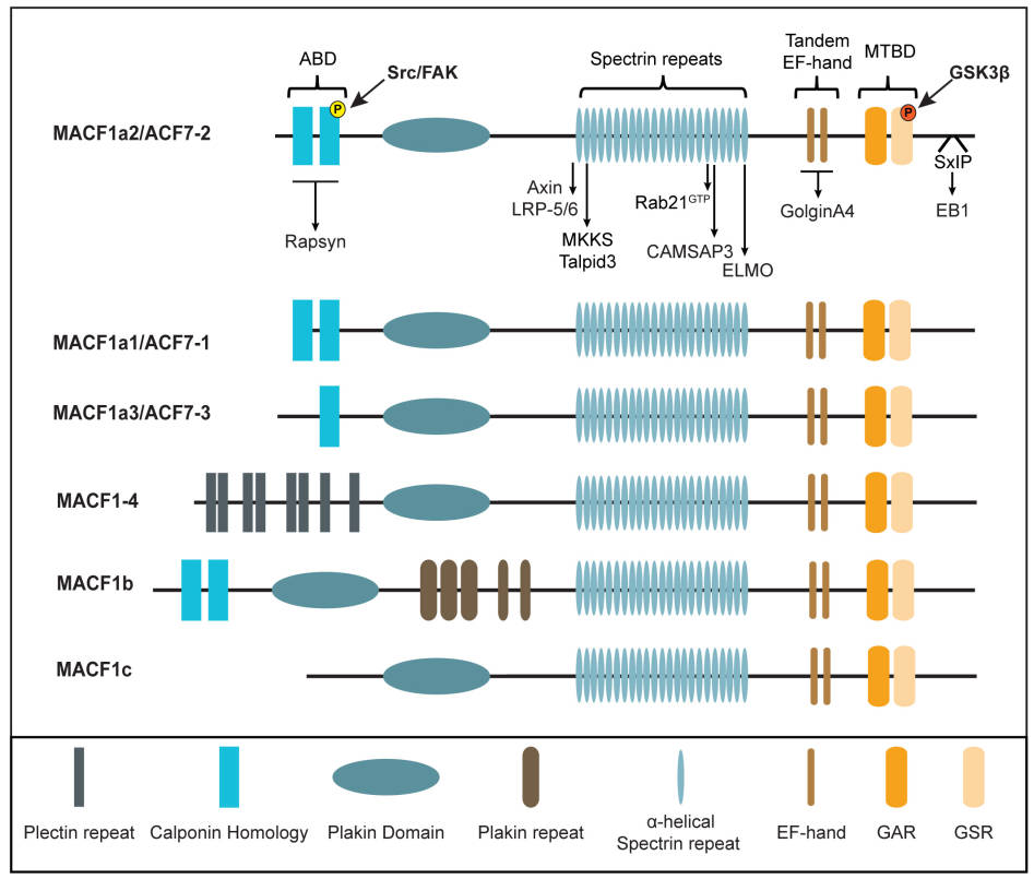 Mammalian isoforms of MACF1 and their interacting partners. (OA Literature)