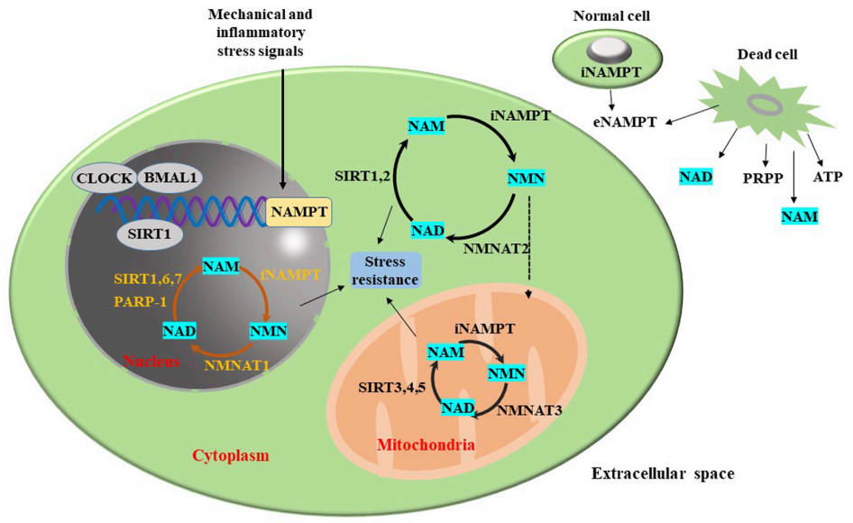 NAMPT-mediated biological processes. (OA Literature)