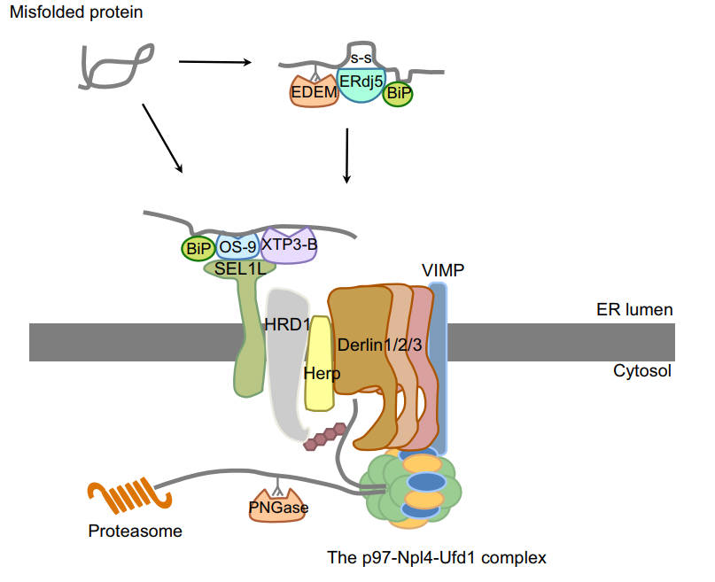 HRD1 complex in mammalian ERAD. (OA Literature)