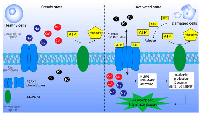 Role of P2RX4 in inflammation and neuropathic pain. (OA Literature)