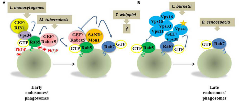 Molecular mechanisms of Rab5-to-Rab7 transition exploited by bacterial pathogens. (OA Literature)