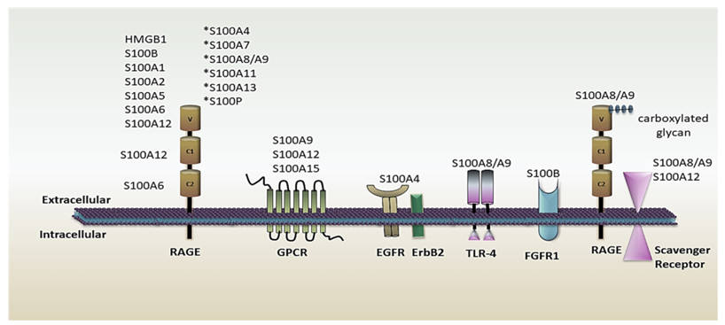 S100 protein isoforms engage multiple cell surface receptors. (OA Literature)