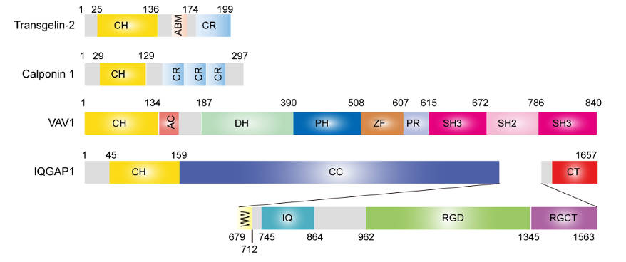 Molecular architecture of transgelin-2 and comparison with single CH-Domain proteins. (OA Literature)