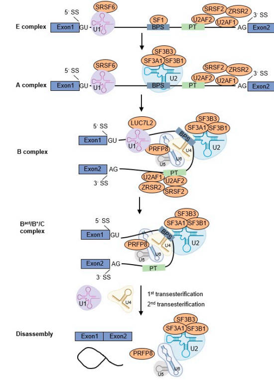 U2AF1 mediates pre-mRNA splicing. (OA Literature)