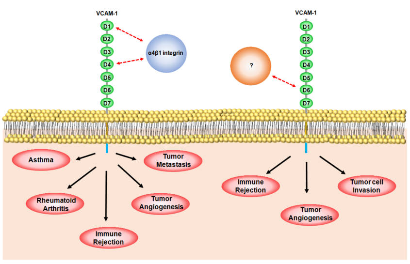 Schematic of VCAM-1 Ig-like domains' roles in immune disorders & cancer. (OA Literature)