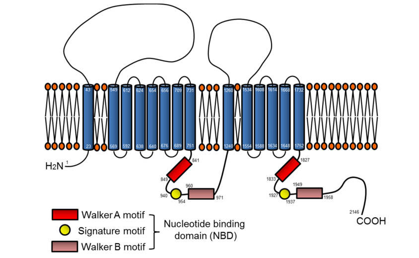 A topological representation of the ABCA7 model. (OA Literature)
