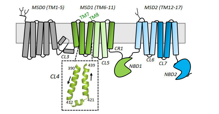Schematic illustration of the secondary structure of human MRP1, with a particular emphasis on CL4. (OA Literature)