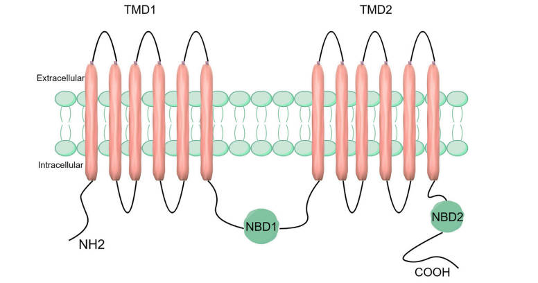 The structural composition of the ABCC5 transporter protein. (OA Literature)