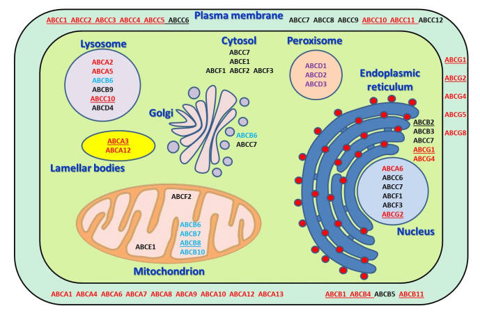 Schematic representation of ABC transporter subcellular localization and their principal cellular functions. (OA Literature)