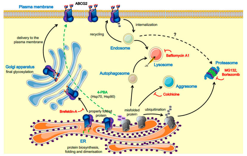 Schematic illustration of ABCG2 trafficking pathways and their corresponding modulators. (OA Literature)