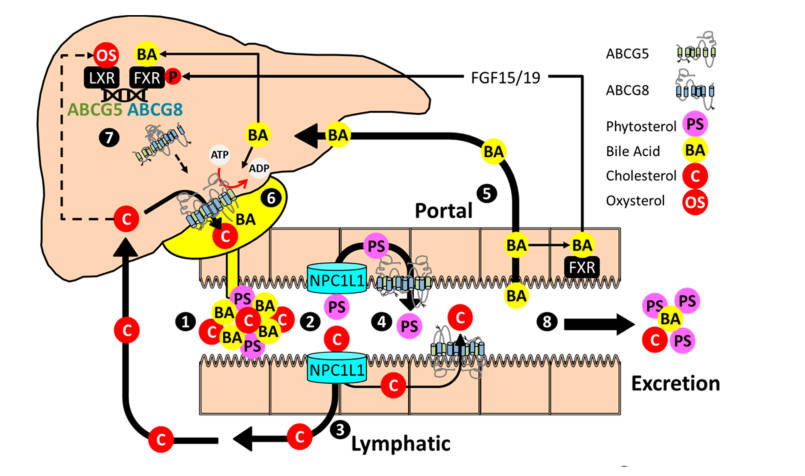 The enterohepatic flux of sterols and the regulation mediated by ABCG5/ABCG8. (OA Literature)