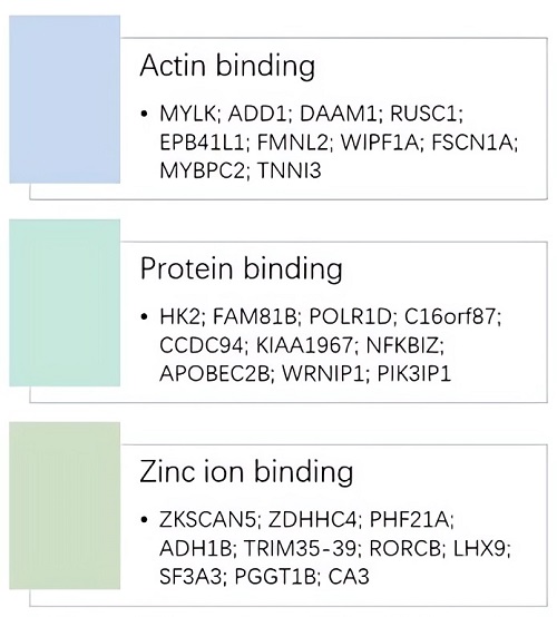 Protein interaction of ABLIM3. (Creative Biolabs Original)