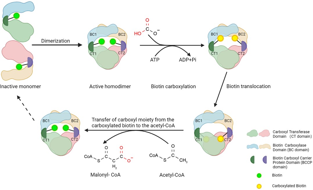 Structure of ACC1 and function of the three main domains. (OA Literature)