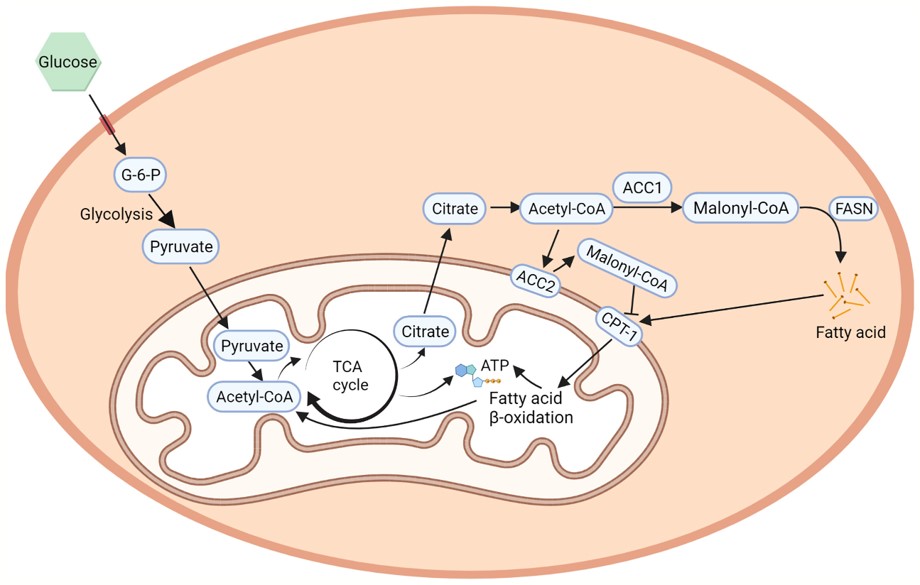 ACCs in fatty acid metabolism. (OA Literature)