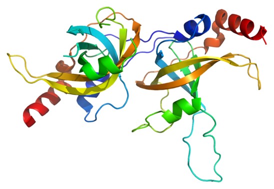 ACD protein structure image.