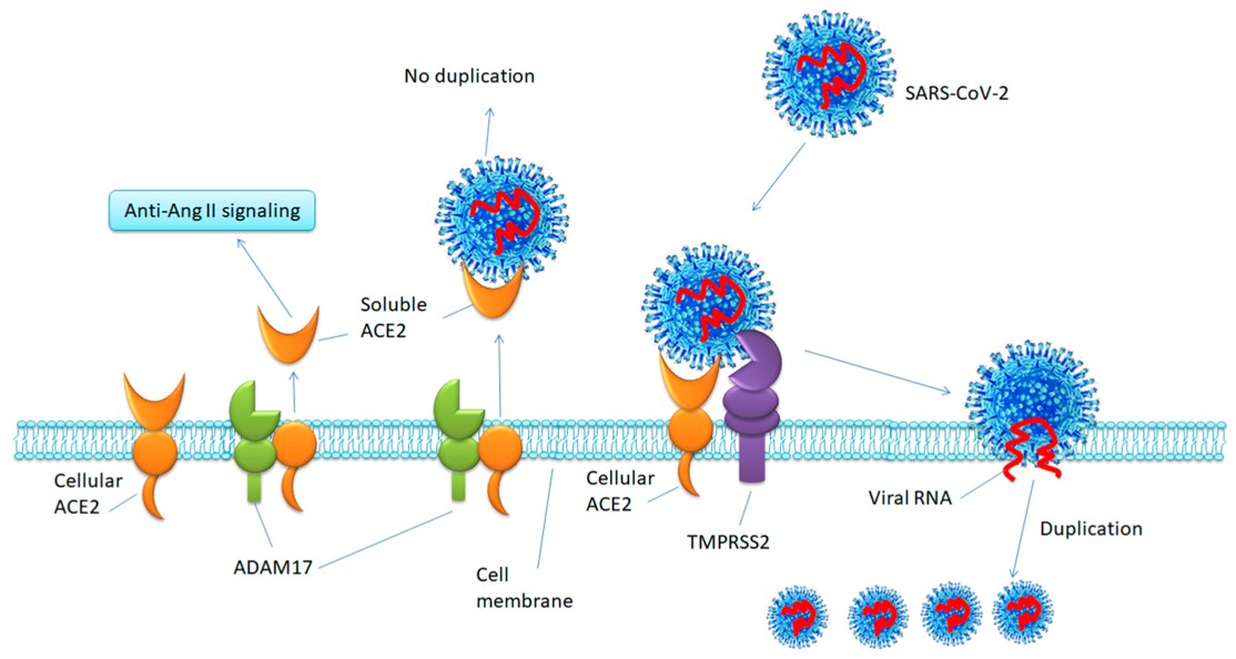 Hypothesis of ACE2 shedding and SARS-CoV-2 entry. (OA Literature)