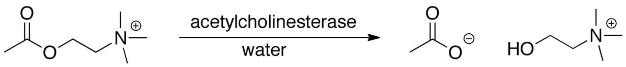 Acetylcholine is hydrolyzed to choline and acetate by acetylcholinesterase.