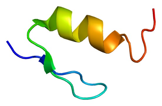 Structure of the WT1 protein.