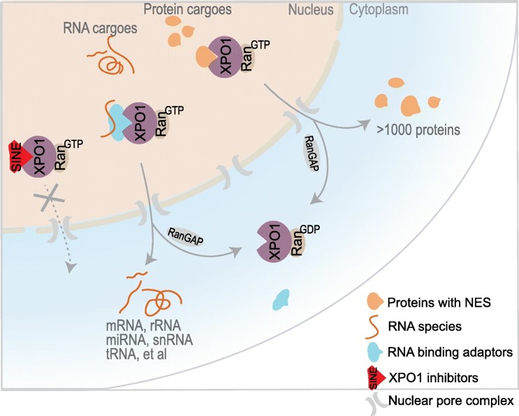 XPO1-mediated nuclear export of hundreds of proteins and multiple RNA species. (OA Literature)