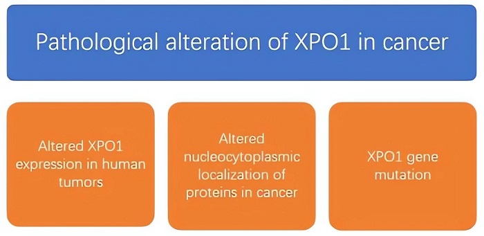 Overview of pathological alteration of XPO1 in cancer. (Creative Biolabs Original)