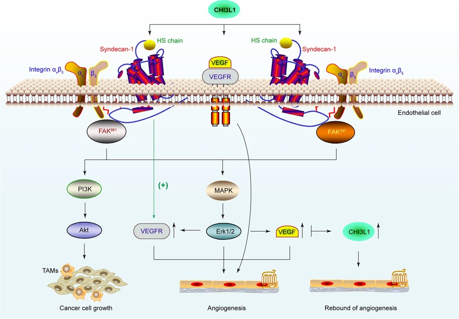 CHI3L1 induces angiogenesis and cancer cell proliferation to facilitate glioblastoma progression. (OA Literature)
