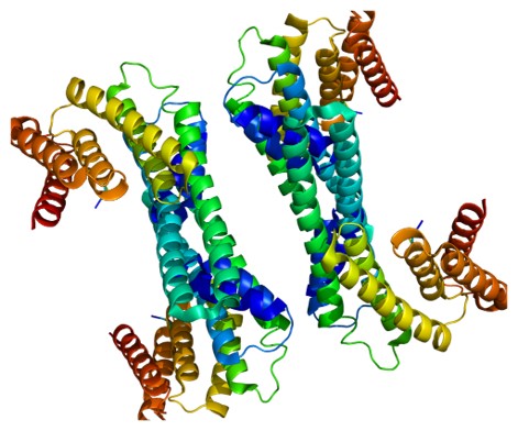 Structure of the YWHAH protein.