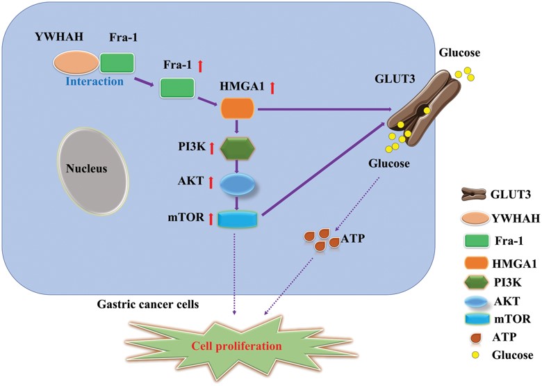 Schematic diagram of the effect of YWHAH interacting with Fra-1 on the proliferation of gastric cancer cells. (OA Literature)