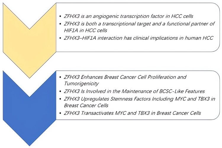 Summary of some ZFHX3 function research points. (OA Literature)