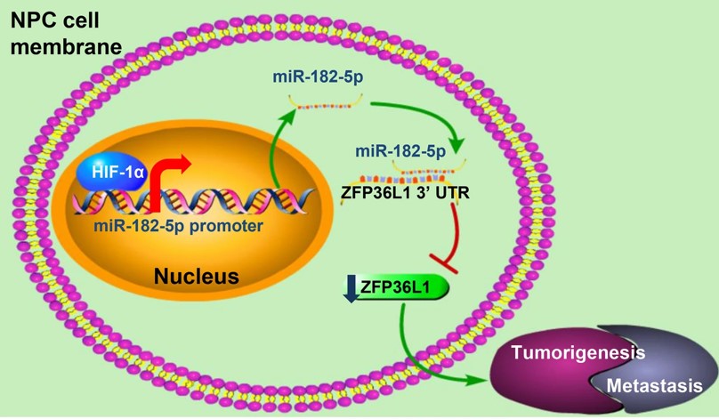The proposed model for the HIF-1α/miR-182-5p/ZFP36L1 signaling in NPC tumorigenesis and metastasis. (OA Literature)