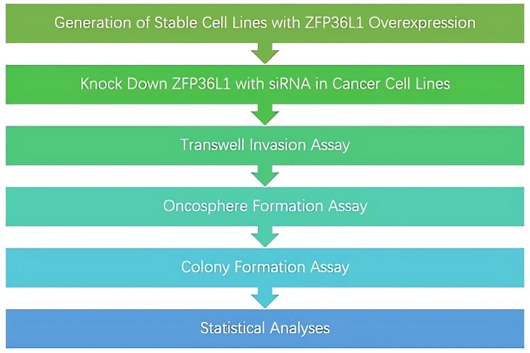 Process of on-demand assay design and development. (Creative Biolabs Original)