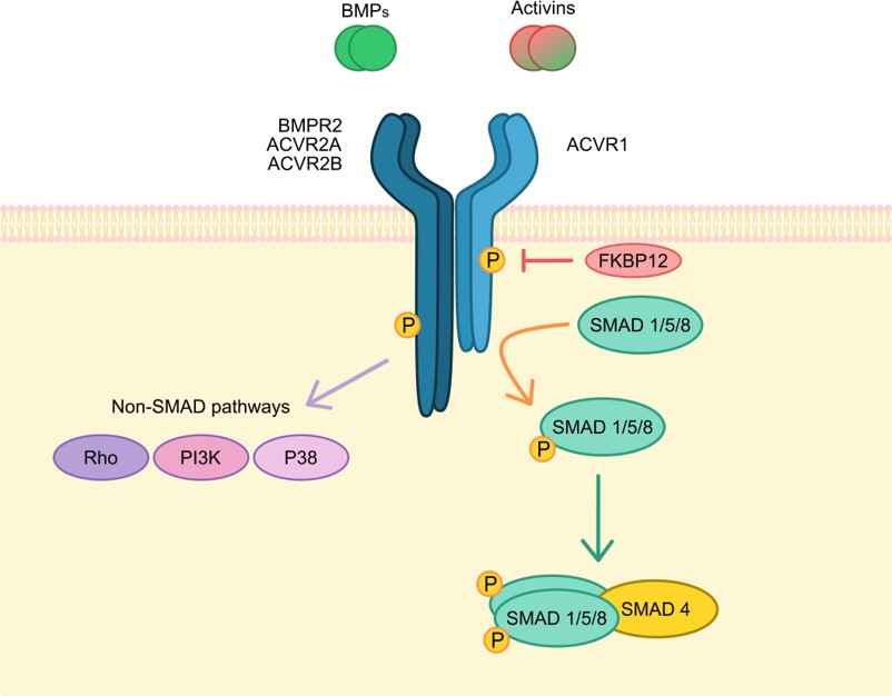 Schematic representation of main ACVR1 signal transduction. (OA Literature)