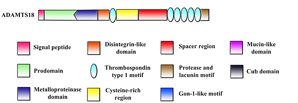 Domain structure of ADAMT18. (OA Literature)