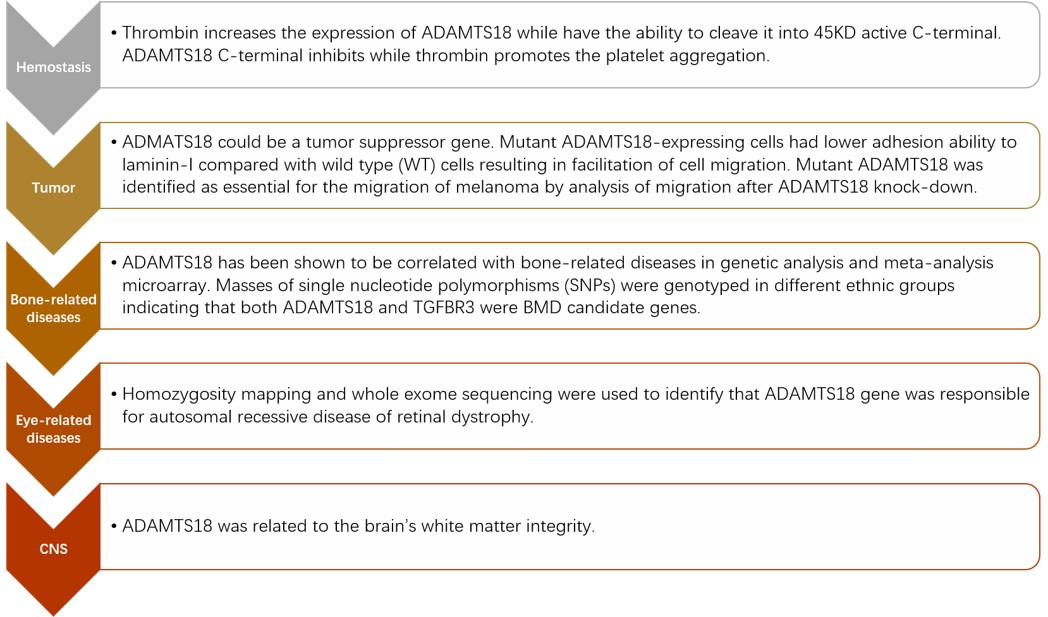 Overview of pathophysiological roles of ADAMTS18. (Creative Biolabs Original)