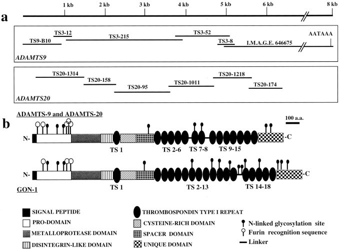 Schematic of ADAMTS2 structure. (OA Literature)