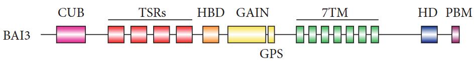 Domain structure of BAI. (OA Literature)