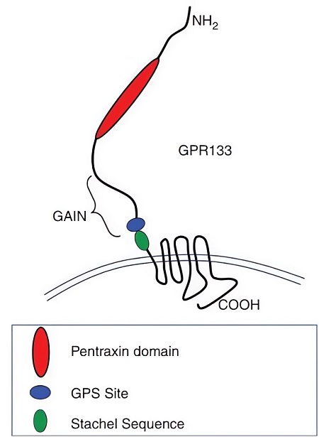 Structure of ADGRD1. (OA Literature)
