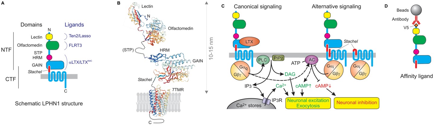 The domains, ligands, and canonical LPHN1 signaling of LPHN1. (OA Literature)