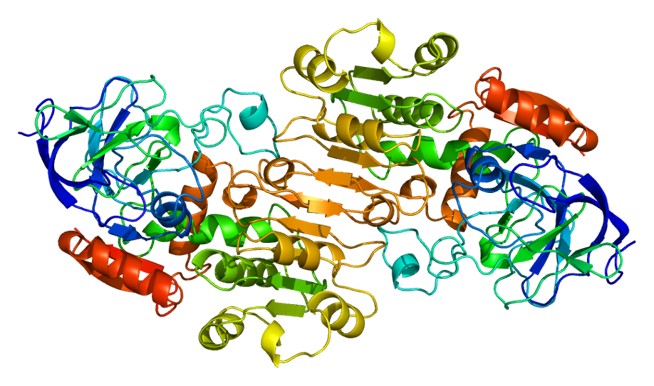 Structure of the ADH1B protein.