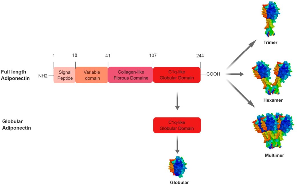 Structure and specific forms of human adiponectin (trimer, hexamer, multimer and globular). (OA Literature)