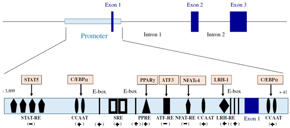 Structure of adiponectin gene and its promoter region. (OA Literature)