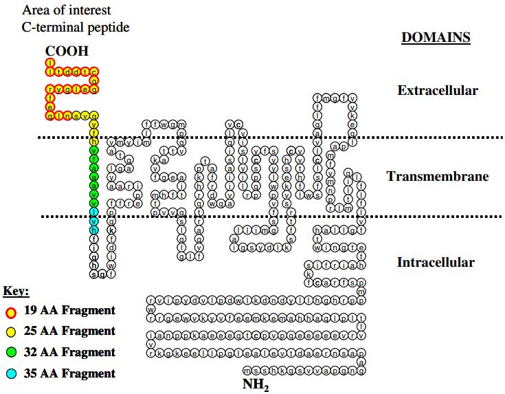 Structure of ADIPOR1. (OA Literature)