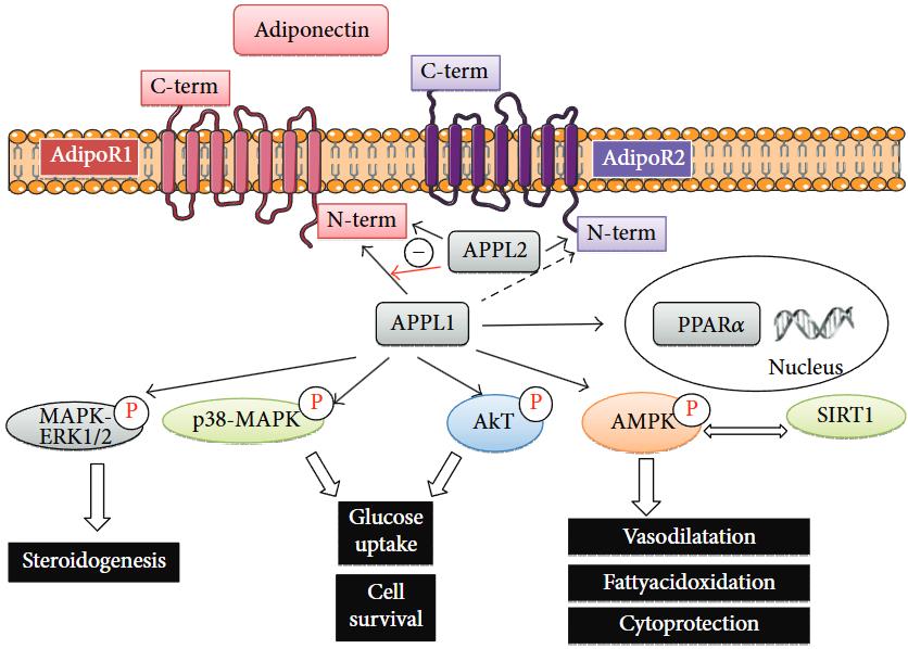 Signaling transduction via adiponectin receptors (AdipoR1 and AdipoR2) activation. (OA Literature)