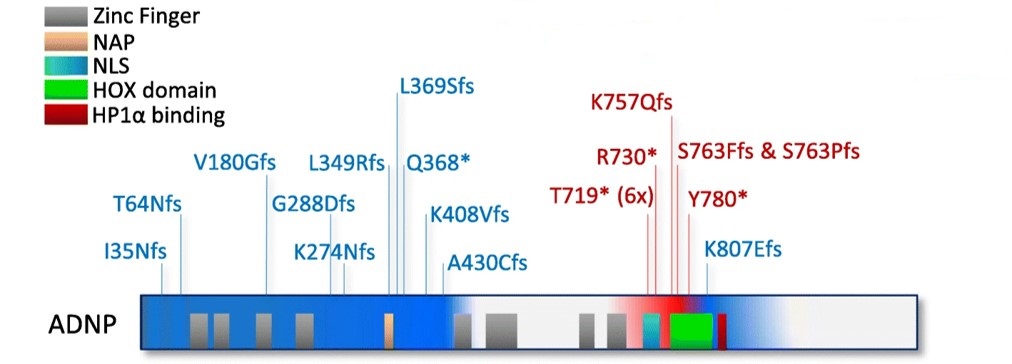 A schematic representation of the mutations across the ADNP protein. (OA Literature)