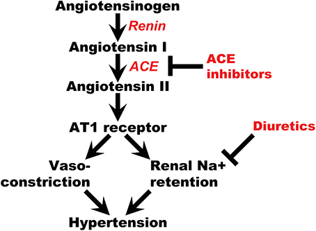 Fig.1 Schematic of AGT in Renin-Angiotensin pathway. (OA Literature)