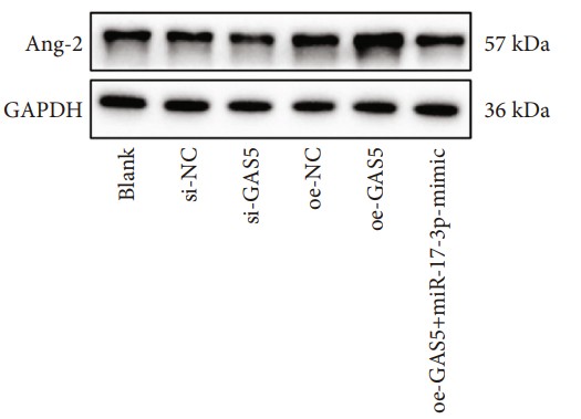 Correlation analysis of miR-17-3p expression and Ang-2 expression in NP tissues. (OA Literature)