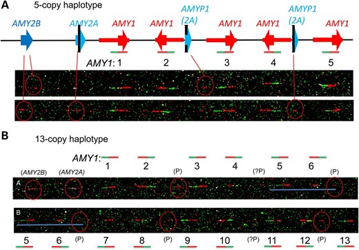 Fibre-FISH confirmation of 18 copies of AMY1 in sample NA18972, with 13-copy and 5-copy haplotypes. (OA Literature)