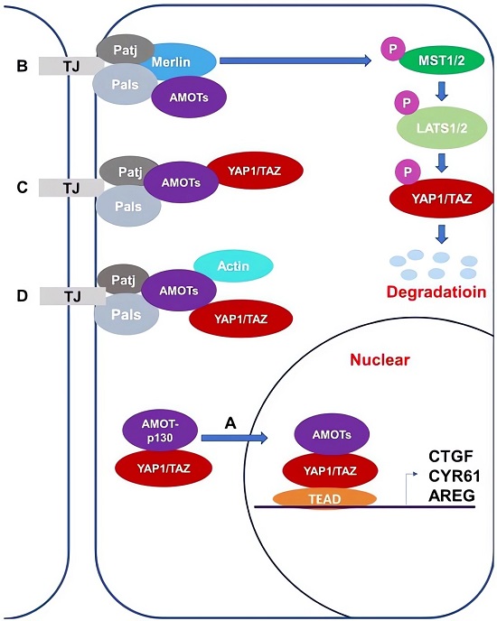AMOTs are involved in the Hippo signaling pathway through interacting with multiple core proteins on this pathway, such as Merlin, MST1/2, and YAP1. (OA Literature)